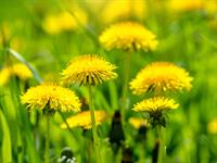 shutterstock_2469342495_dandelions_pienenes.jpg