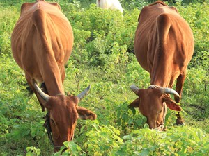 shutterstock_2522894061_cows eating grass_govis ēd zāli.jpg
