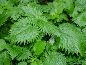 shutterstock_1907884534_nettles_nātres.jpg