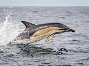 Shutterstock_2204370755_dolphin_delfīns.jpg