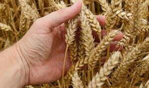 wheat-1530321_640-602x358.jpg