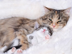 shutterstock_2223424271_cat mother with kitten_kaķu mamma ar kaķēnu.jpg