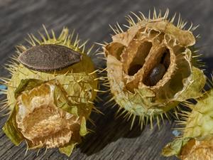 Shutterstock_2530105015_echinocystis_adatainais dzeloņgurķis.jpg