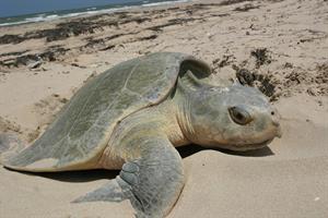 turtle-701599_1280.jpg