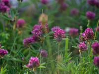 shutterstock_2556017037_red clover_sarkanais āboliņš.jpg