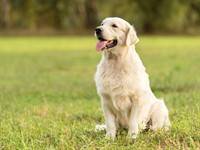 Shutterstock_715606345_dog sitting_suns sēž.jpg