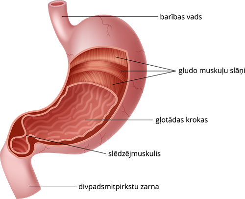 kuņģa uzbūve.png