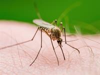 shutterstock_2504975903_mosquito_ods.jpg