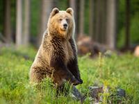 Shutterstock_1918344848_bear_lācis.jpg