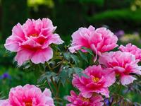 shutterstock_2471490031_peony_peonijas.jpg