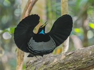 shutterstock_2563933817_bird in a mating_puntns izrāda gatavību pārošanās laikam.jpg