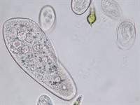 Shutterstock_1518266624_paramecium caudatum_tupelīšu ģints pārstāvis (1).jpg