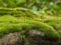 shutterstock_2532097657_moss_sūnas.jpg
