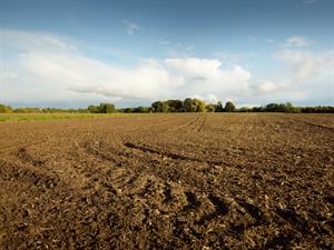 Shutterstock_1773455270_field_lauks tīrums.jpg