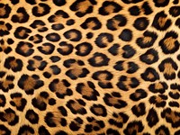 shutterstock_2557281481_leopard pattern_leoparda raksts.jpg