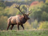 Shutterstock_1909721296_elk_alnis.jpg