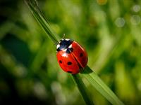 shutterstock_2510565239_lady bug_mārīte.jpg