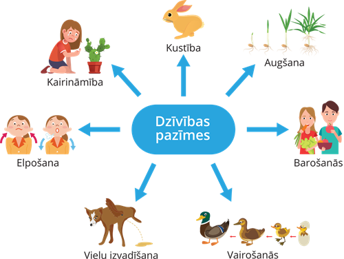 YCUZD_240626_shēma_dzīvības pazīmes_lab.png