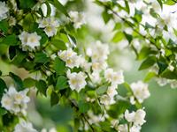 shutterstock_2450330337_jasmine_jasmīns.jpg