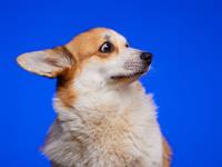 Shutterstock_2199983433_surprised dog_izbrīnīts suns.jpg