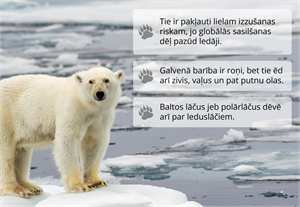 YCUZD_261022_8679_Baltais_lācis.png