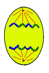 anaphase1.jpg