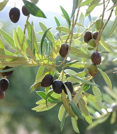 Olive_118863_Subscription_L.jpg