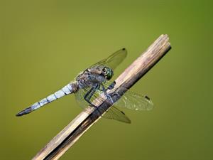 Shutterstock_2425521489_dragonfly_spāre.jpg