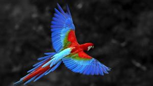 Red_Blue_Parrot_Flying_in_Sky.jpg