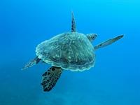 Shutterstock_1205686300_sea turtle_jūras bruņurupucis (1).jpg