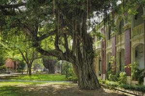 Banyan pix.jpg