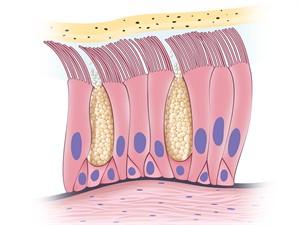 shutterstock_2109004106_nasal mucosa_deguna gļotāda.jpg
