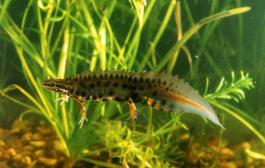 triturus_vulgaris_lantzi.jpg
