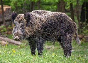 WIKI_20251810_Wildschwein,_Nähe_Pulverstampftor_(cropped).jpg