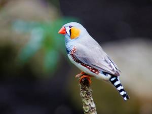 Shutterstock_1080643229_zebra finch_zebras žubīte.jpg