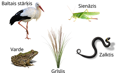 YCUZD_260825_8488_barības ķēde_9.png
