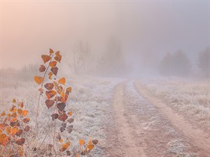 shutterstock_1516063889_autumn misty sunrise landscape_miglaina rudens ainava saullēktā.jpg
