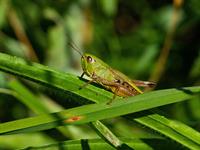 shutterstock_2502897883_grasshopper_sienāzis.jpg