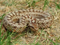 Shutterstock_2229827009_smooth snake_gludenā čūska.jpg