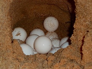 shutterstock_577336417_sea turtle eggs_jūras bruņurupuča olas.jpg