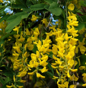 jcs-laburnum-anagyroides-43564.png