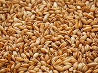 shutterstock_1197919225_pearl barley grains_pērļu grūbas.jpg