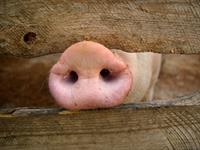 Shutterstock_1052078675_pig nose_cūkas deguns.jpg