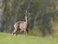 shutterstock_2466687893_roe deer_stirna.jpg
