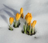 krokusi.jpg