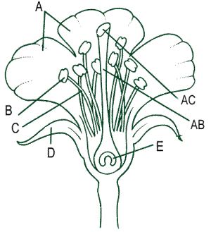 flower-label.gif