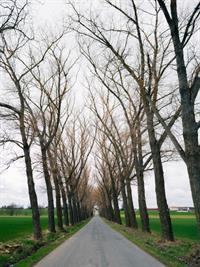 Shutterstock_2448061915_trees near road_koki pie ceļa.jpg