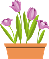 фиолетовые цветы_lilla ziedi_purple flowers.png