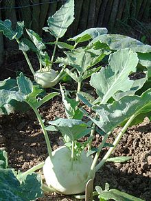 eng-wik-kohlrabi-1.png