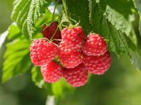 shutterstock_2495658205_raspberries_avenes.jpg